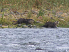 Aonyx capensis capensis