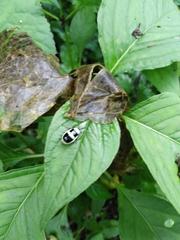 Asphaera transversofasciata