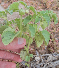 Physalis neomexicana