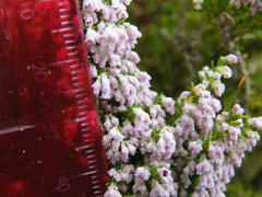 Erica paniculata