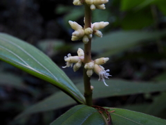 Miconia nervosa
