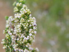 Erica paniculata