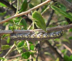 Loxostege albiceralis