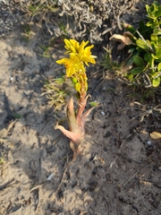 Bulbine latifolia