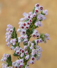 Erica paniculata
