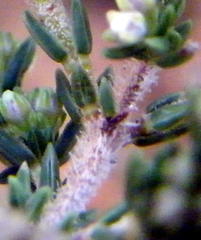 Erica paniculata