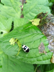 Asphaera transversofasciata