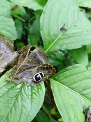 Asphaera transversofasciata