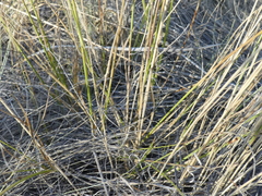 Carex petasata