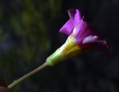 Oxalis fergusonae