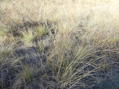 Carex petasata