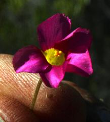 Oxalis fergusonae
