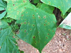 Pseudocercospora vitis