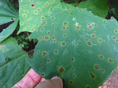 Pseudocercospora vitis