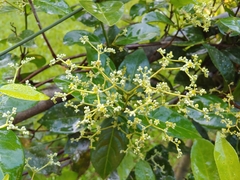 Hippocratea volubilis