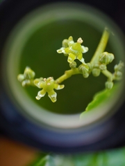 Hippocratea volubilis