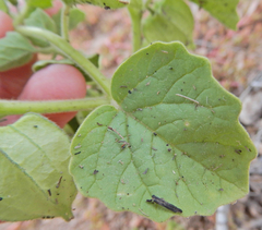 Physalis neomexicana