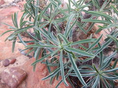 Euphorbia loricata