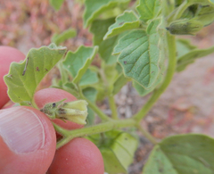 Physalis neomexicana