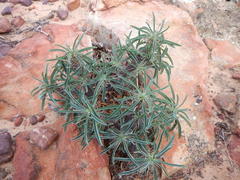 Euphorbia loricata