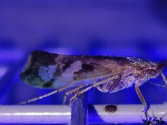 Limnephilus lunatus
