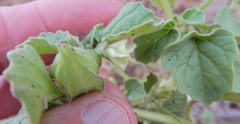 Physalis neomexicana