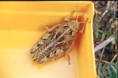 Prionotropis hystrix