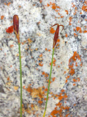 Hypodiscus willdenowia