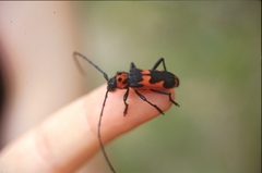 Purpuricenus dalmatinus