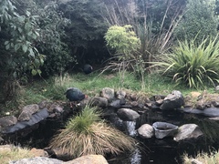 Porphyrio hochstetteri