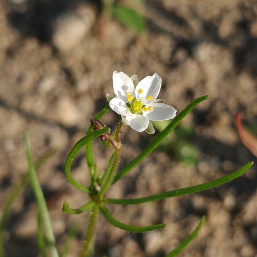 Spergula arvensis iNat (2)