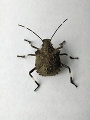 Halyomorpha halys