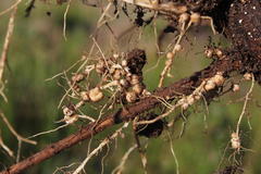 Rhizobiales