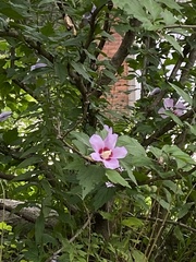 Hibiscus syriacus