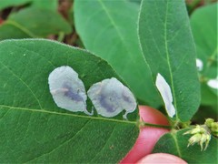 Anarsioses aberrans