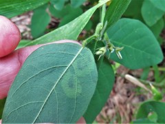 Anarsioses aberrans