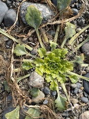 Gamocarpha selliana
