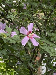 Hibiscus syriacus