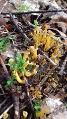 Craterellus lutescens