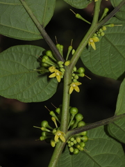 Witheringia solanacea