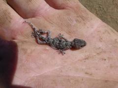 Chondrodactylus