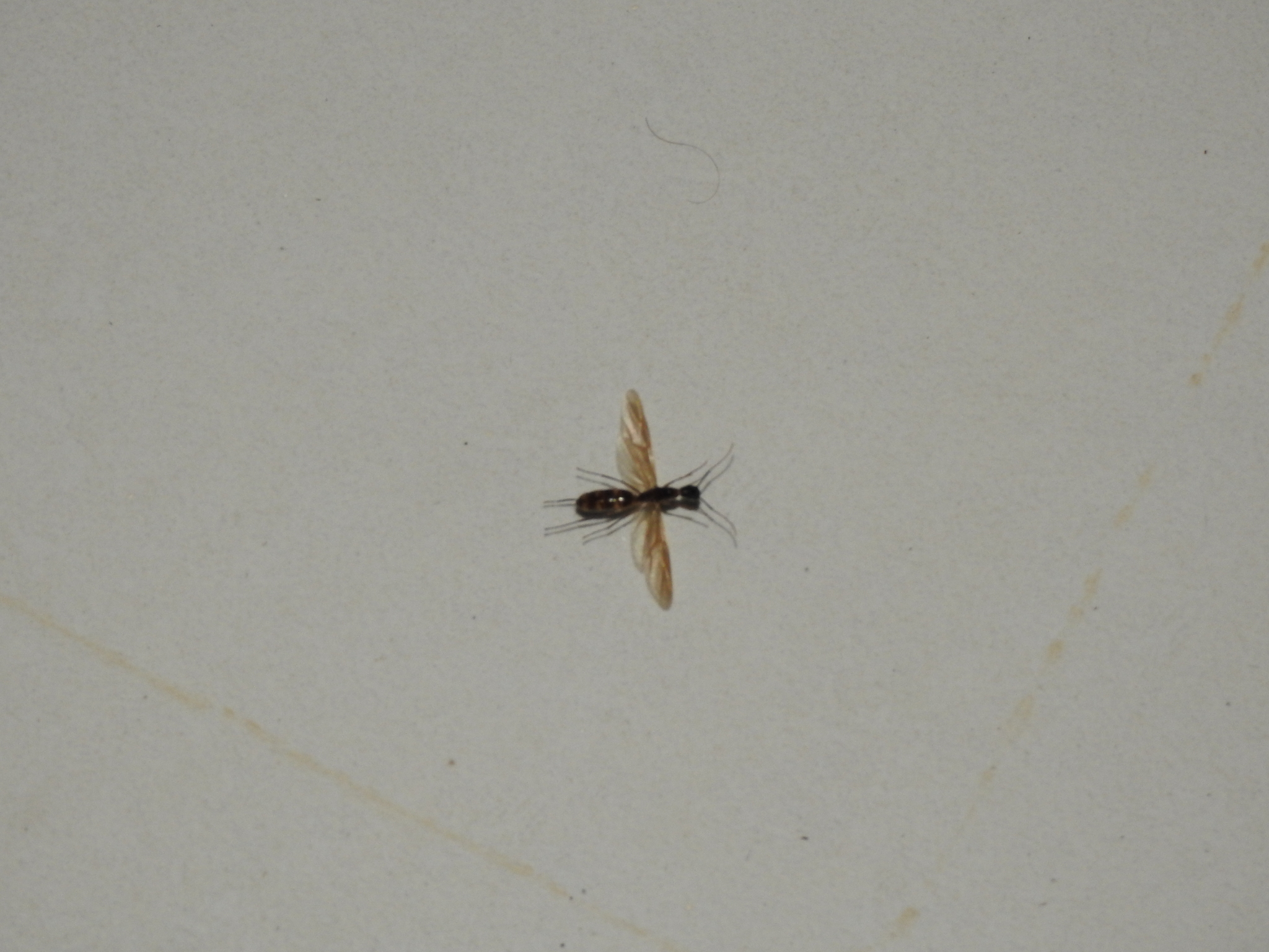 Myrmostenus