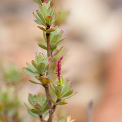 Cliffortia carinata