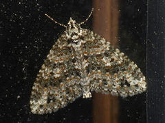 Hoplosauris granitata
