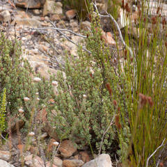 Cliffortia carinata