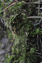 Brachytheciastrum velutinum