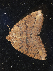 Franciscoia ediliae