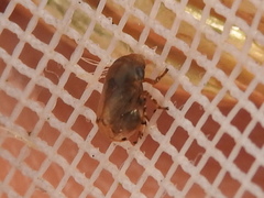Clastoptera xanthocephala