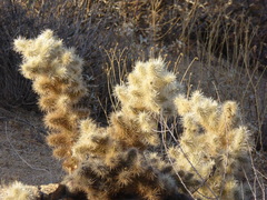Cylindropuntia chuckwallensis