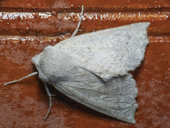 Mallomus